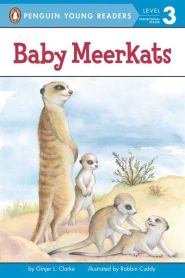 Baby Meerkats