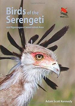 Birds Of The Serengeti And Ngorongoro Conservation Area