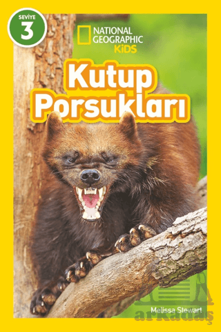 Kutup Porsukları - National Geographic Kids